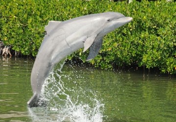 dolphin research center 
